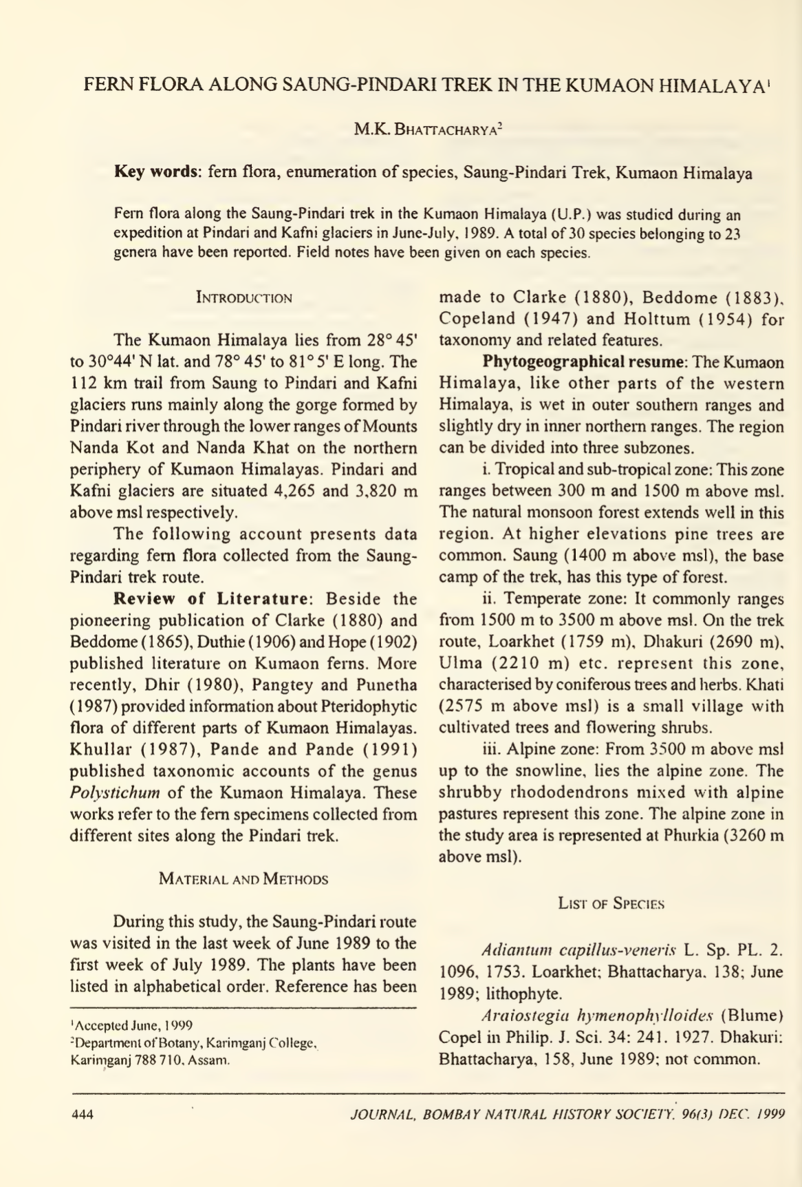 Fern Flora Along Saung-Pindari Trek